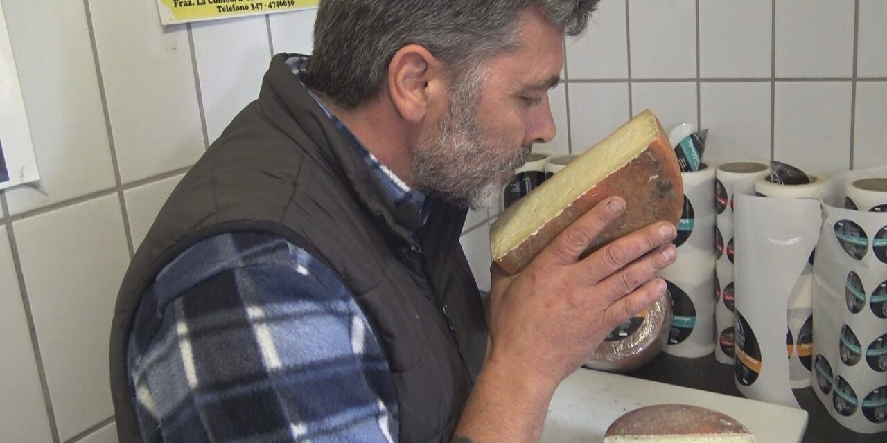 Il formaggio Dolce di Pecora prodotto da Daniele Morzenti