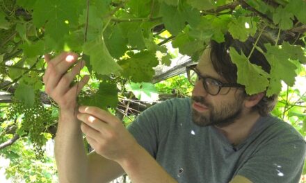 Matteo Garrone: Valli Ossolane Nebbiolo Superiore