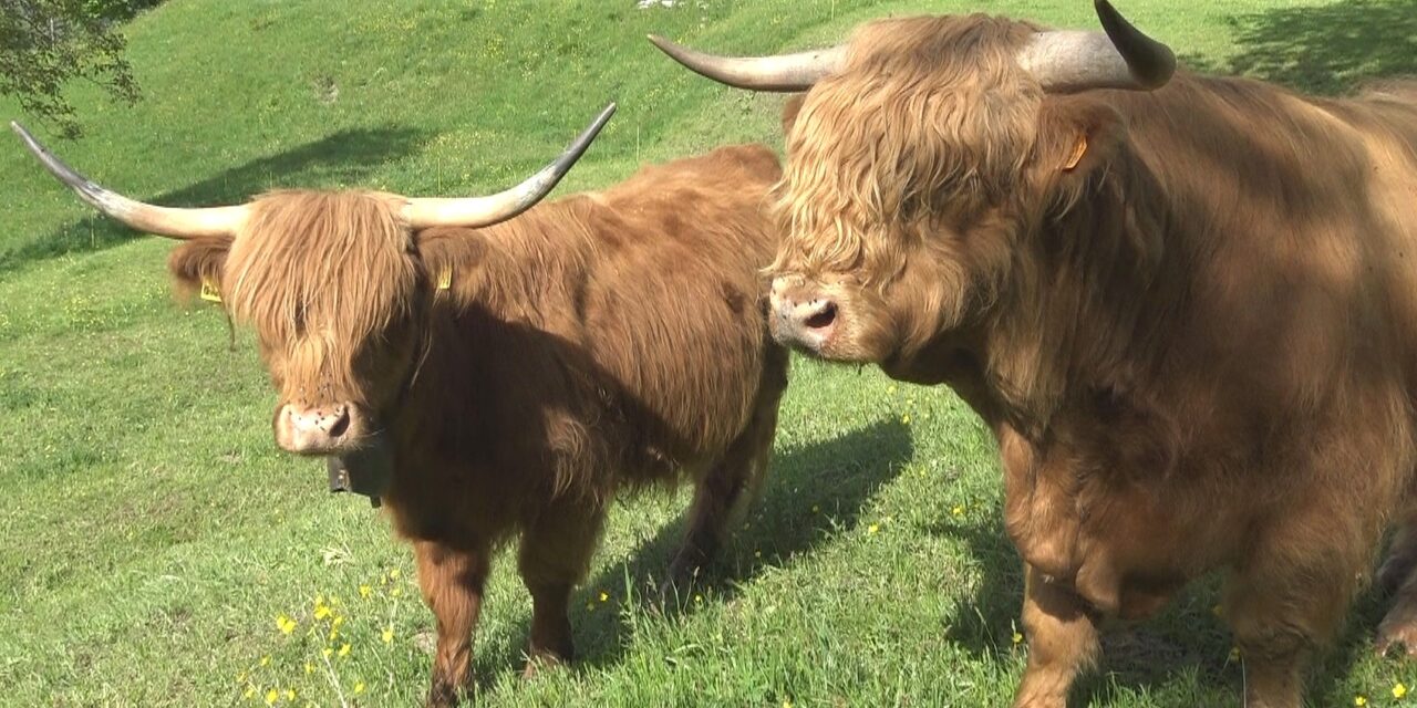 Impariamo a conoscere la vacca Highlander, bovina della Scozia. Docuserie: 1° episodio