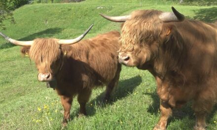 Impariamo a conoscere la vacca Highlander, bovina della Scozia. Docuserie: 1° episodio