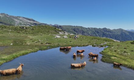La transumanza delle vacche Highlander, bovina della Scozia. Docuserie: 3° episodio