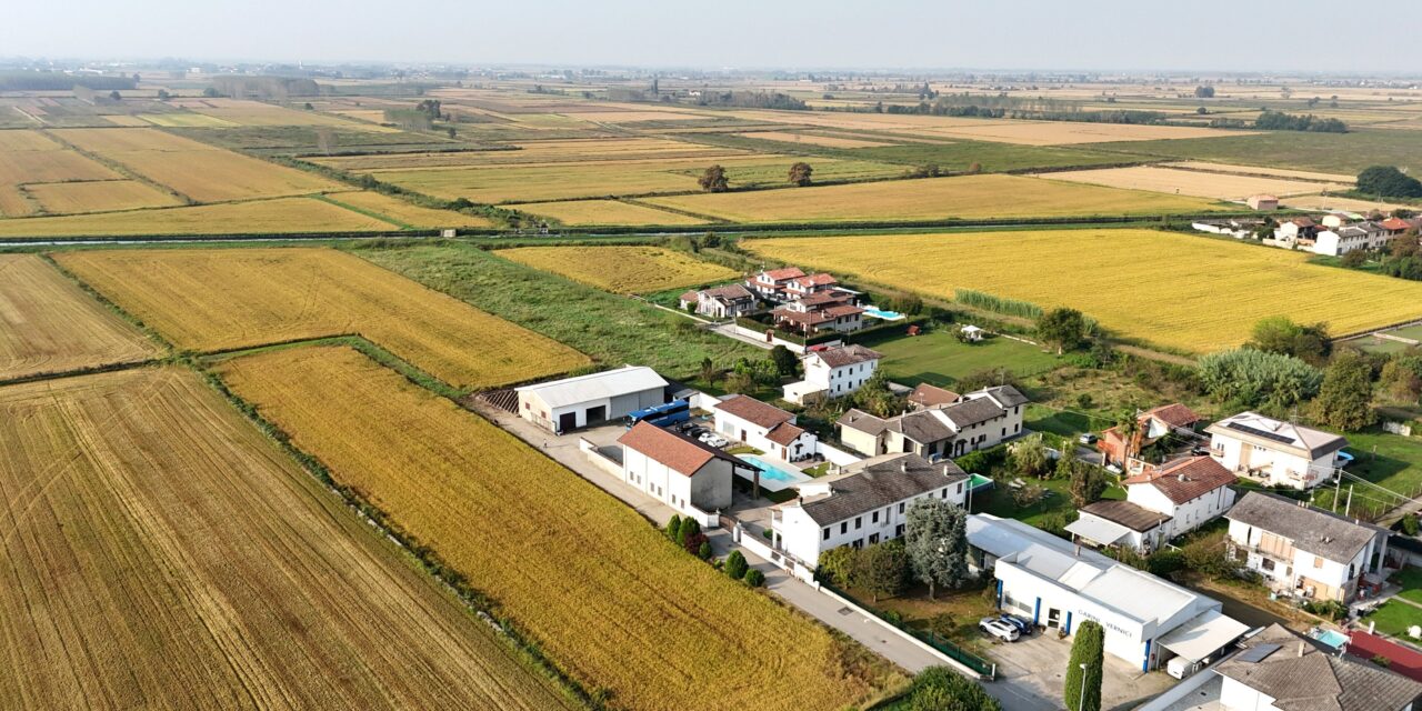 Lo Zafferano della Bassa Novarese: L’esperienza di Attilio Chiarini