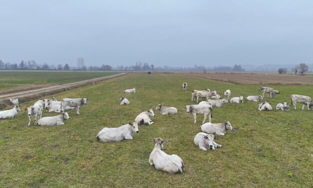 Dario Perucca, allevatore della Razza Piemontese: Il “ciclo chiuso” per la qualità della carne
