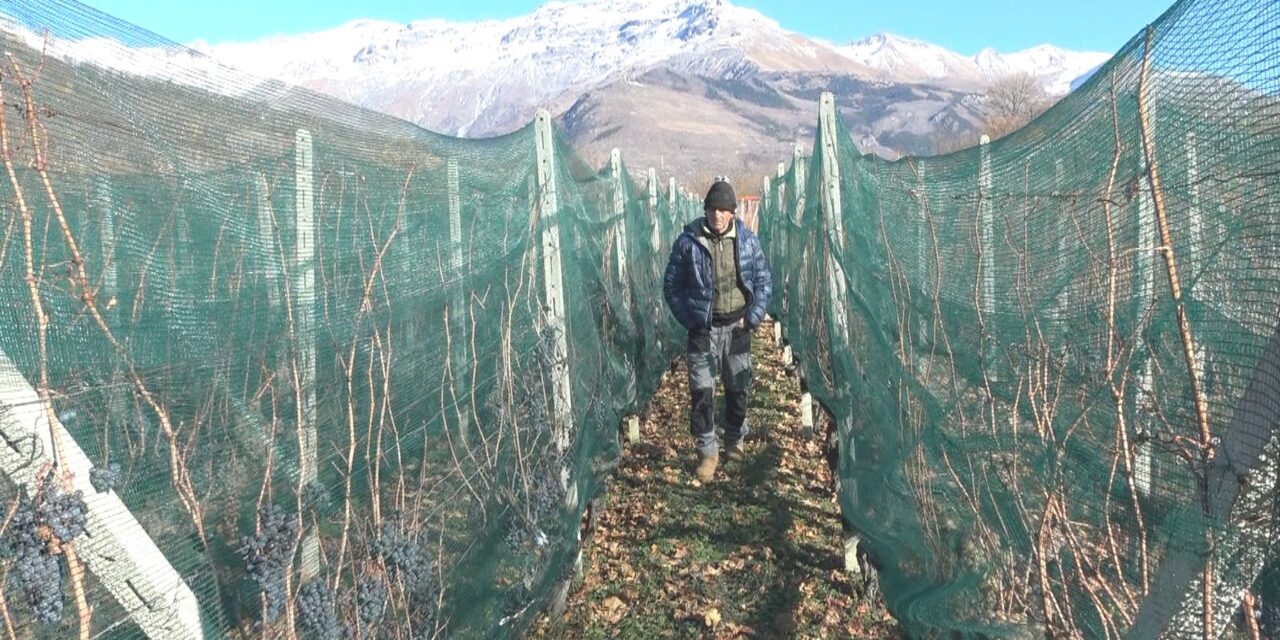 Eiswein: il rarissimo Vino del Ghiaccio della Val di Susa con Casa Ronsil