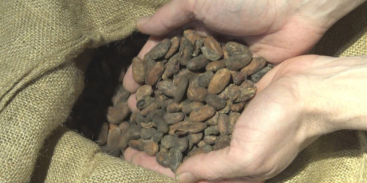 La Fabbrica del Cioccolato di Enrico Rizzi: dalla fava alla tavoletta a Milano