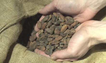 La Fabbrica del Cioccolato di Enrico Rizzi: dalla fava alla tavoletta a Milano